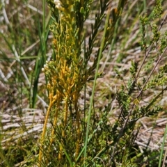 Comesperma retusum at Namadgi National Park - 4 Dec 2023