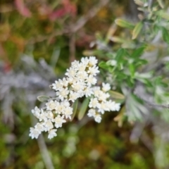 Ozothamnus secundiflorus (Cascade Everlasting) at Rendezvous Creek, ACT - 4 Dec 2023 by BethanyDunne