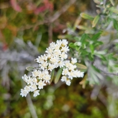 Ozothamnus secundiflorus (Cascade Everlasting) at Rendezvous Creek, ACT - 4 Dec 2023 by BethanyDunne