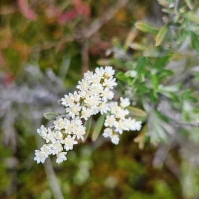 Ozothamnus secundiflorus (Cascade Everlasting) at Namadgi National Park - 4 Dec 2023 by BethanyDunne