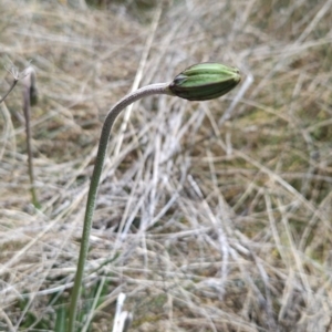 Celmisia sp. Pulchella (M.Gray & C.Totterdell 7079) Australian National Herbarium at Namadgi National Park - 5 Dec 2023