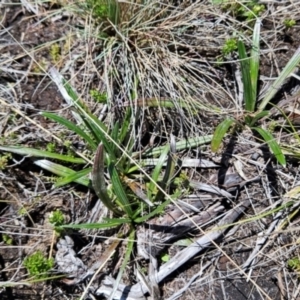 Celmisia sp. Pulchella (M.Gray & C.Totterdell 7079) Australian National Herbarium at Namadgi National Park - 5 Dec 2023