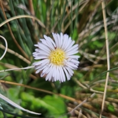 Pappochroma bellidioides (Daisy Fleabane) at Rendezvous Creek, ACT - 5 Dec 2023 by BethanyDunne