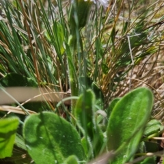 Pappochroma bellidioides at Namadgi National Park - 5 Dec 2023