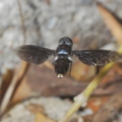 Unverified True fly (Diptera) at Capalaba, QLD - 19 Nov 2023 by Harrisi
