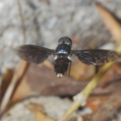 Unidentified True fly (Diptera) at Capalaba, QLD - 19 Nov 2023 by Harrisi