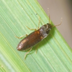 Unverified Click beetle (Elateridae) at Capalaba, QLD - 19 Nov 2023 by Harrisi