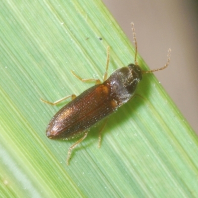Unidentified Click beetle (Elateridae) at Capalaba, QLD - 19 Nov 2023 by Harrisi