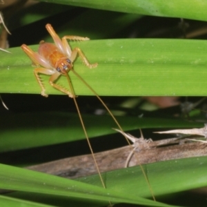 Gryllacrididae (family) at Warana, QLD - 19 Nov 2023 10:25 PM