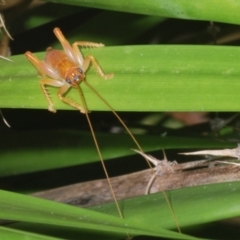 Gryllacrididae (family) (Unidentified Raspy Cricket) at Warana, QLD - 19 Nov 2023 by Harrisi