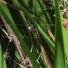 Gryllacrididae (family) at Warana, QLD - 19 Nov 2023 10:25 PM