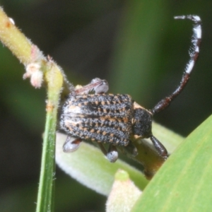 Ancita marginicollis at Sippy Downs, QLD - 21 Nov 2023