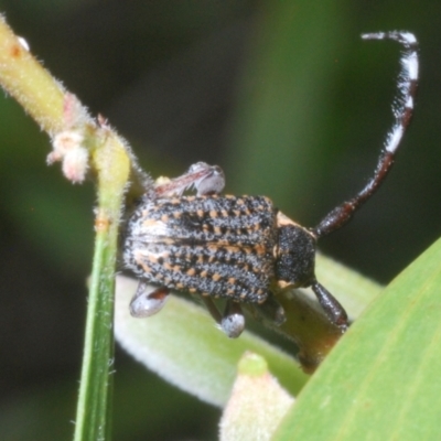 Ancita marginicollis (A longhorn beetle) at Sippy Downs, QLD - 21 Nov 2023 by Harrisi