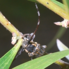 Ancita marginicollis at Sippy Downs, QLD - 21 Nov 2023