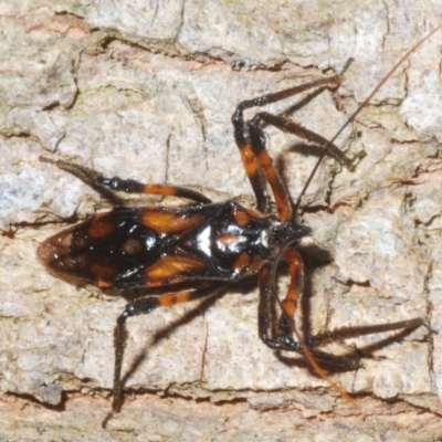 Unidentified Assassin bug (Reduviidae) at Sippy Downs, QLD - 22 Nov 2023 by Harrisi