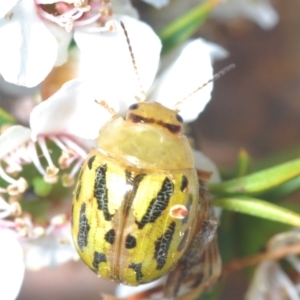 Paropsisterna obliterata at Lower Cotter Catchment - 7 Dec 2023