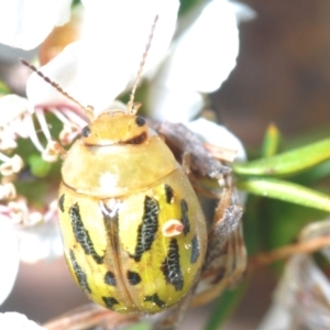 Paropsisterna obliterata at Lower Cotter Catchment - 7 Dec 2023 11:08 PM