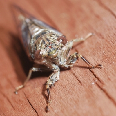 Yoyetta celis (Silver Princess Cicada) at Stirling, ACT - 5 Dec 2023 by Harrisi