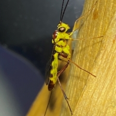 Ichneumonidae (family) (Unidentified ichneumon wasp) at Jerrabomberra, NSW - 8 Dec 2023 by SteveBorkowskis