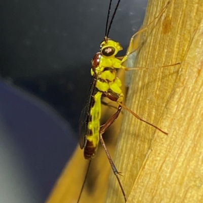 Ichneumonidae (family) (Unidentified ichneumon wasp) at QPRC LGA - 9 Dec 2023 by SteveBorkowskis