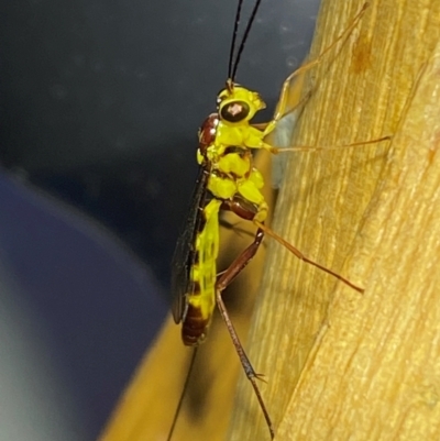 Ichneumonidae (family) (Unidentified ichneumon wasp) at Jerrabomberra, NSW - 8 Dec 2023 by SteveBorkowskis
