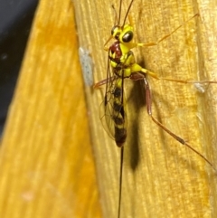 Ichneumonidae (family) at QPRC LGA - 9 Dec 2023