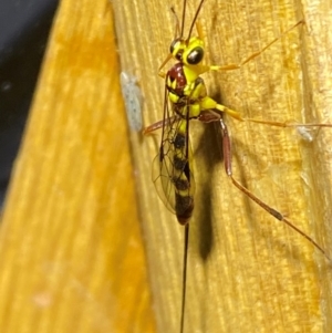 Ichneumonidae (family) at QPRC LGA - 9 Dec 2023