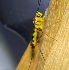 Ichneumonidae (family) at QPRC LGA - 9 Dec 2023