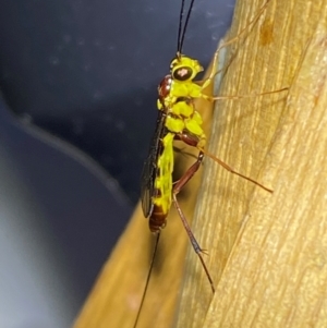 Ichneumonidae (family) at QPRC LGA - 9 Dec 2023