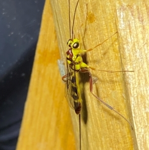 Ichneumonidae (family) at QPRC LGA - 9 Dec 2023