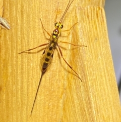 Ichneumonidae (family) at QPRC LGA - 9 Dec 2023