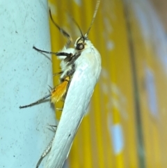 Maroga melanostigma at QPRC LGA - suppressed