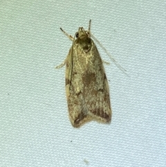 Syringoseca mimica (A Concealer moth (Wingia Group)) at Jerrabomberra, NSW - 8 Dec 2023 by SteveBorkowskis