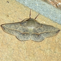 Antictenia punctunculus (A geometer moth) at Jerrabomberra, NSW - 8 Dec 2023 by SteveBorkowskis