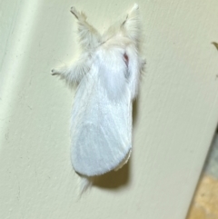 Trichiocercus sparshalli (Sparshall's Moth) at Jerrabomberra, NSW - 8 Dec 2023 by SteveBorkowskis