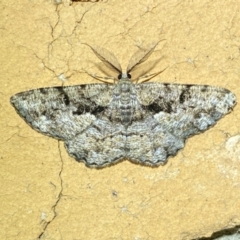 Unplaced phloeopa (Scalloped Bark Moth) at Jerrabomberra, NSW - 8 Dec 2023 by SteveBorkowskis