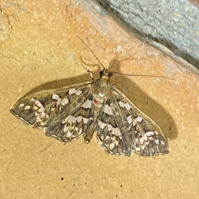 Ischnurges illustralis (A Crambid moth) at Jerrabomberra, NSW - 8 Dec 2023 by SteveBorkowskis