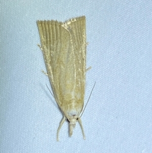 Calamotropha delatalis at QPRC LGA - 8 Dec 2023