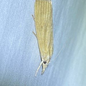 Calamotropha delatalis at QPRC LGA - 8 Dec 2023