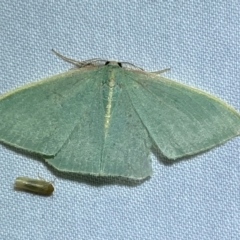 Chlorocoma (genus) (Emerald moth) at QPRC LGA - 8 Dec 2023 by SteveBorkowskis