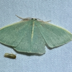 Chlorocoma (genus) (Emerald moth) at Jerrabomberra, NSW - 8 Dec 2023 by SteveBorkowskis