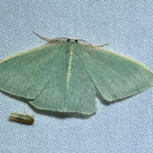 Chlorocoma (genus) at QPRC LGA - 8 Dec 2023