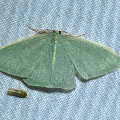 Chlorocoma (genus) (Emerald moth) at Jerrabomberra, NSW - 8 Dec 2023 by SteveBorkowskis