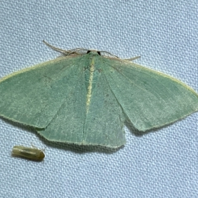 Chlorocoma (genus) (Emerald moth) at QPRC LGA - 8 Dec 2023 by SteveBorkowskis