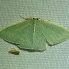 Chlorocoma (genus) at QPRC LGA - 8 Dec 2023