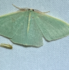 Chlorocoma (genus) at QPRC LGA - 8 Dec 2023