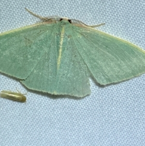 Chlorocoma (genus) at QPRC LGA - 8 Dec 2023