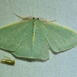 Chlorocoma (genus) at QPRC LGA - suppressed