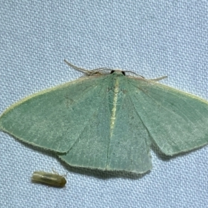 Chlorocoma (genus) at QPRC LGA - suppressed