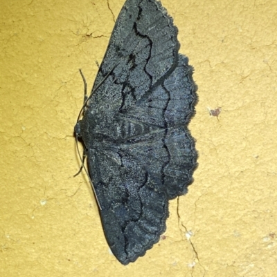 Melanodes anthracitaria (Black Geometrid) at Jerrabomberra, NSW - 8 Dec 2023 by SteveBorkowskis